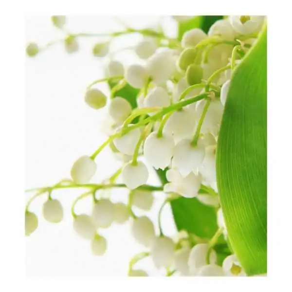 %product-name%%separator%%shop-name%