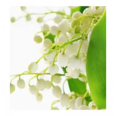 Verset - COQUETTE - Profumo Femminile - 100ml | Farma di Fiducia