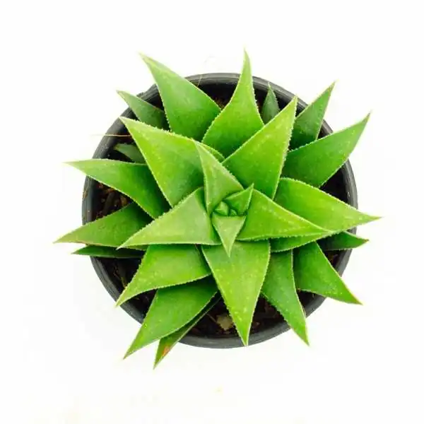 Zuccari - [AloeVERA]² - Succo Puro d'Aloe - 1000ml