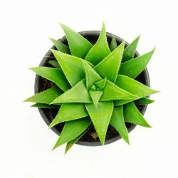 [aloevera]² Gel Primitivo d'Aloe | Farma di Fiducia 2