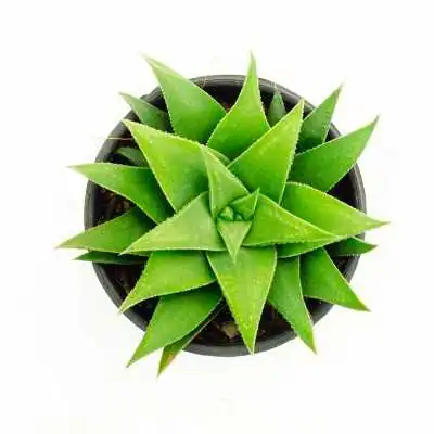 [aloevera]² Gel Primitivo d'Aloe | Farma di Fiducia