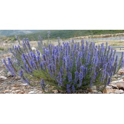Erbamea ISSOPO FIORI E FOGLIE 500G