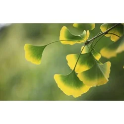 Tintura madre di Gingko Biloba 1l | Risparmia in Farmacia 2