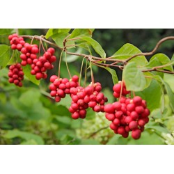 Arcangea integratore Schisandra | Risparmia in Farmacia 2