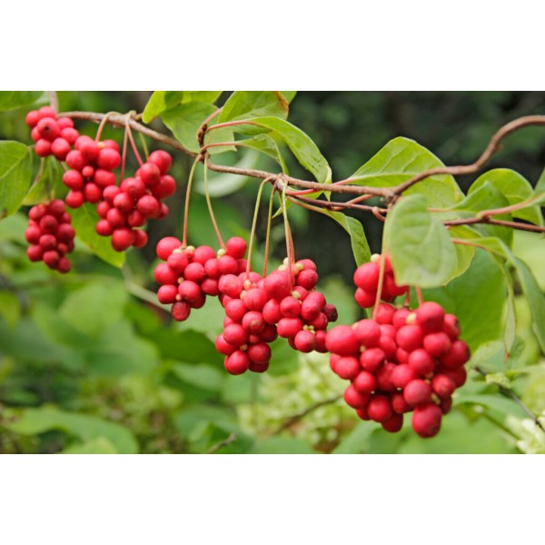 Arcangea integratore Schisandra | Risparmia in Farmacia