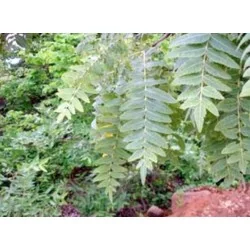 EIE BOSWELLIA ESTRATTO IDROENZIMATICO 30 ML, ADAMA SRL