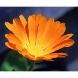 EIE CALENDULA ESTRATTO IDROENZIMATICO 30 ML, ADAMA SRL