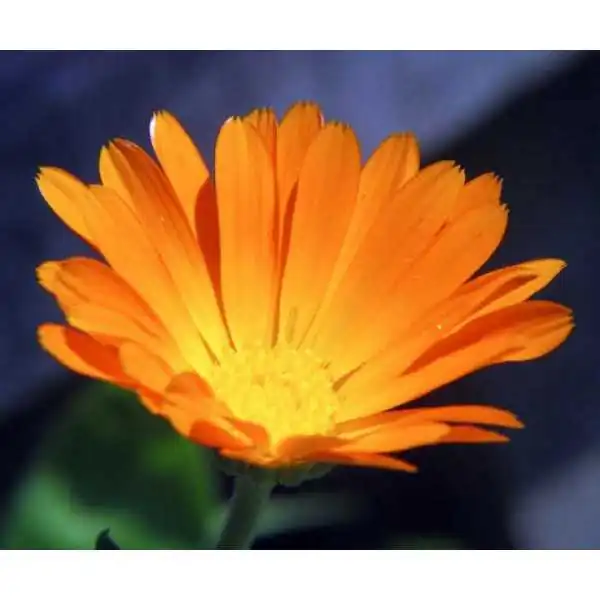 EIE CALENDULA ESTRATTO IDROENZIMATICO 30 ML, ADAMA SRL