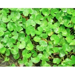 EIE CENTELLA ASIATICA ESTRATTO IDROENZIMATICO 30 ML, ADAMA SRL