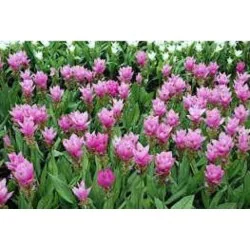 EIE CURCUMA ESTRATTO IDROENZIMATICO 30 ML, ADAMA SRL
