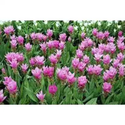 EIE CURCUMA ESTRATTO IDROENZIMATICO 30 ML, ADAMA SRL