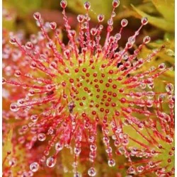 EIE DROSERA ESTRATTO IDROENZIMATICO 30 ML, ADAMA SRL